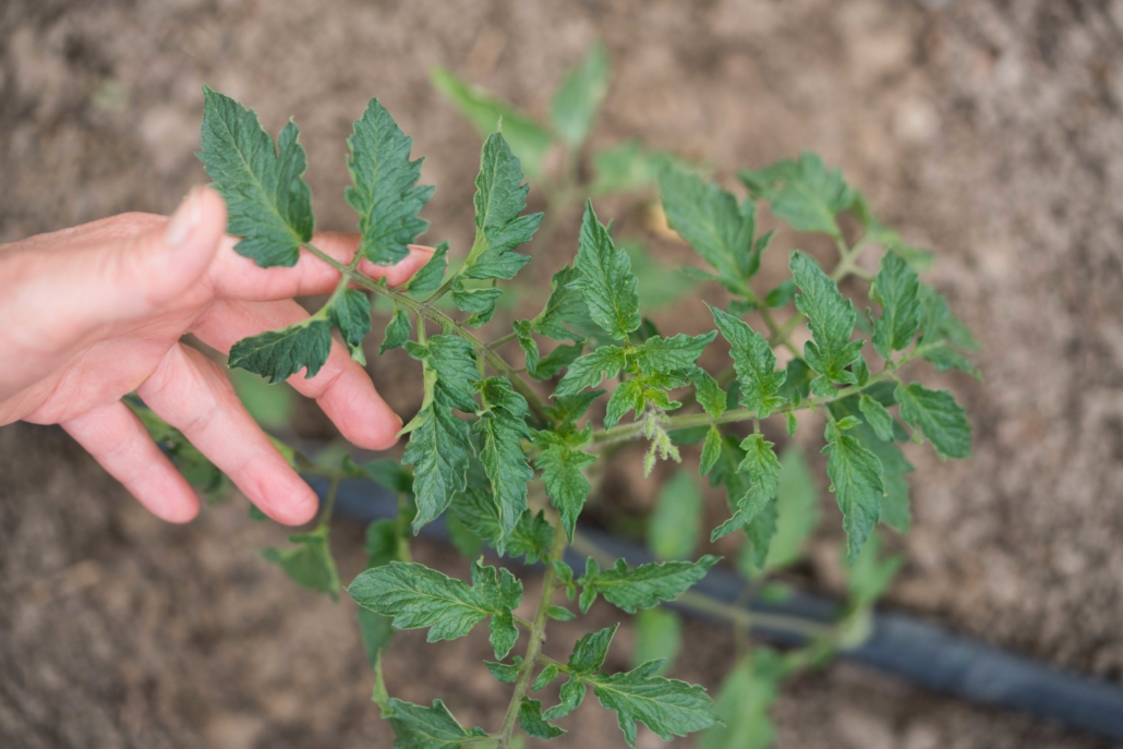 tomate industrial sem desperdicio