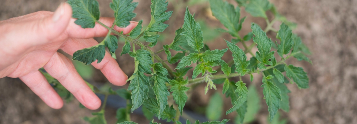 tomate industrial sem desperdicio