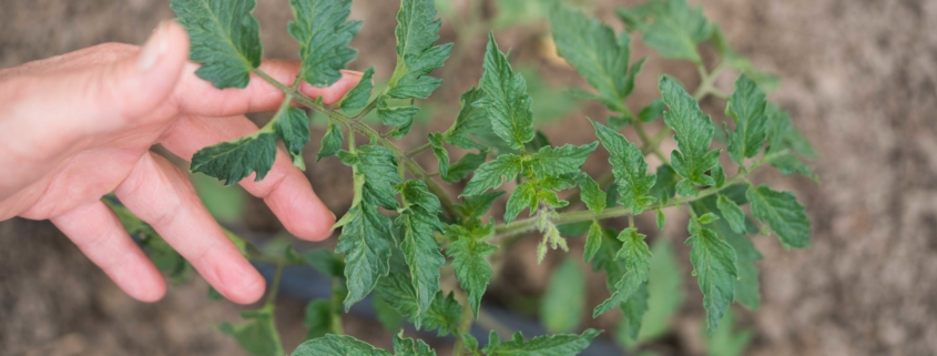 tomate industrial sem desperdicio
